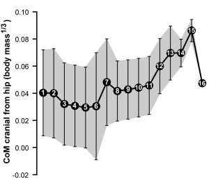 Figure 3 from our paper, showing how the centre of mass moved forwards (up the y-axis) as one moves toward living birds (node 16); the funny dip at the end is an anomaly we discuss in the paper.