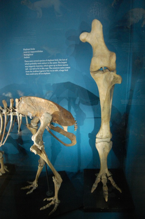 The left leg (in front view) of the elephant-bird, Aepyornis maximus, from Madagascar, with a small moa nearby in left side view.