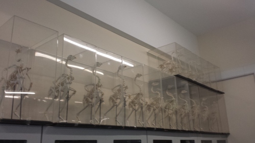 A whole lotta chicken skeletons in a UCD teaching lab.