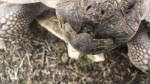 tortoise-nom (4)