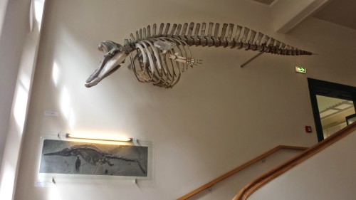 In a subtle nod to recurrent themes in evolution, the streamlined bodies of an ichthyosaur and cetacean shown in the main stairwell of the museum, illustrating convergent evolution to swimming locomotor adaptations.