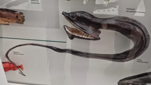 Awesome model of a Gulper eel (Saccopharyngiformes).