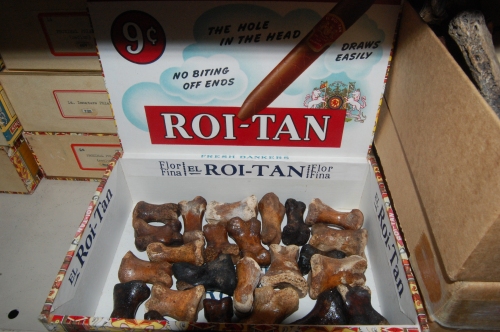 A cigar box makes an excellent improvised container for moa toe bones- why not?