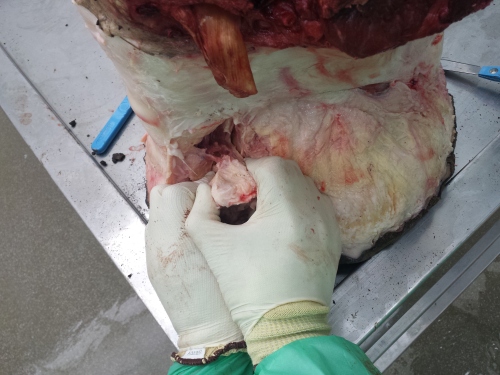 Removing the prepollex. It's tiny and enmeshed in connective tissue; harder to see than in the first elephant (photos above).