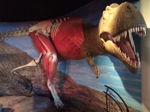 Skinned Albertosaurus from the Drexel Academy of Sciences. I forget where I got this pic but I like the display.