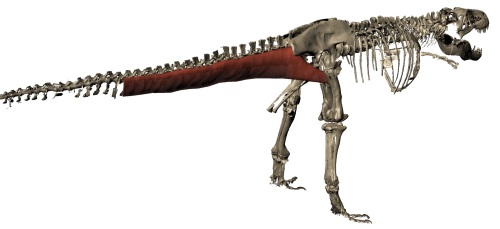We can even go so far as to reconstruct the 3D anatomy of the CFL in a dinosaur such as T. rex ("Sue" specimen here; from Julia Molnar's awesome illustration in our 2011 paper), with a fair degree of confidence.