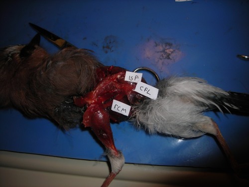 A jay (species?) dissected to show some of the major leg muscles, including the CF. Photo by Vivian Allen.