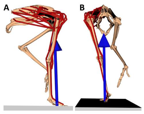 Our model; in right side view (on the left) and frontal view (on the right), with muscles in red and the leg's force as the blue arrow; frozen at the middle of a step.